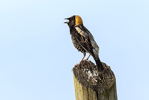Bobolink-Kentucky Art Print